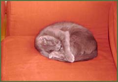 Kép nagyítása kattintással