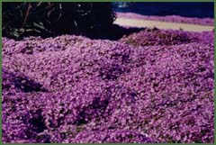 Kép nagyítása kattintással